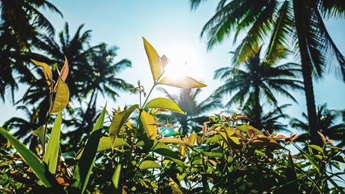 Low angle view of yellow flowering plant against sky