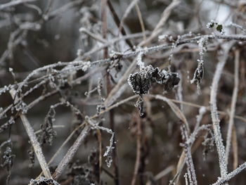 Close-up of frozen plants during winter