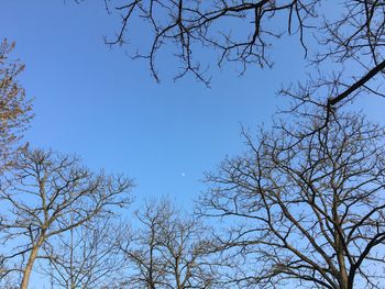 Low angle view of bare tree against clear blue sky