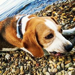 Portrait of dog on beach