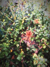 Close-up of lizard on plant