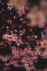 Close-up of pink cherry blossoms in spring