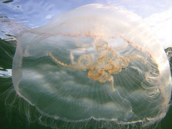 Close-up of jellyfish swimming in water