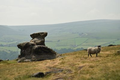 View of sheep and rock formation on moorland hill