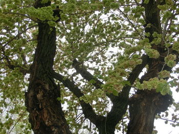 Low angle view of trees in forest