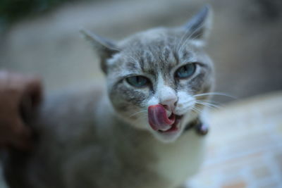 Close-up of cat looking away