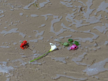 High angle view of flower on sand