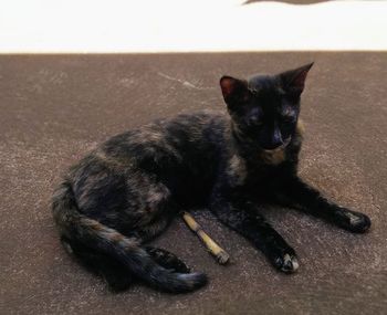 Portrait of black cat lying on floor