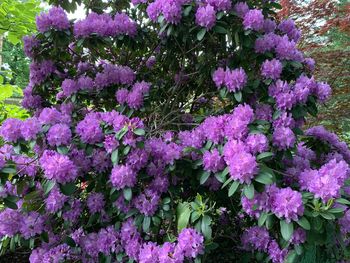 Close-up of pink flowering plant