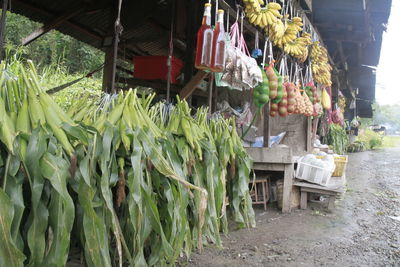 Vegetables for sale in market