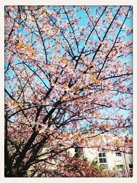 Low angle view of tree against sky