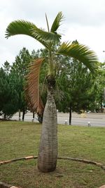 Palm trees in park against sky