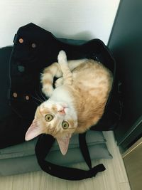 High angle portrait of cat relaxing at home