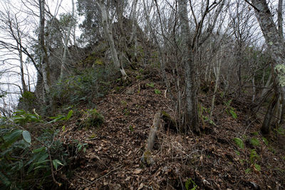 Low angle view of trees in forest