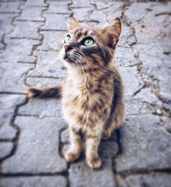 Cat looking up while sitting on paved footpath