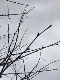 Low angle view of silhouette bare tree against sky