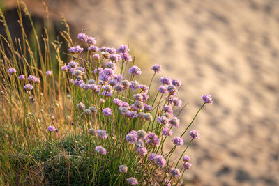 Close-up of purple flowering plant on field