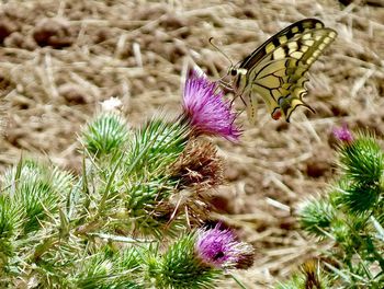 Close-up of bumblebee on thistle