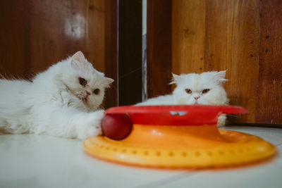 Portrait of a cat on table at home