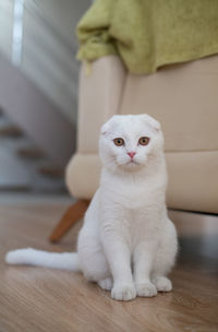 Portrait of white cat sitting on floor