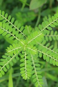 Close-up of fern leaves