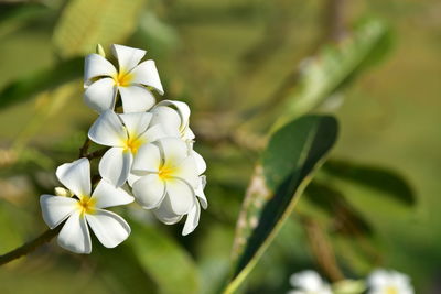 Close-up of white flowering plant