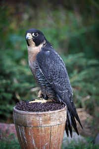 Vertical protrait of a peregrine falcon on a perch