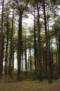 Low angle view of trees in forest