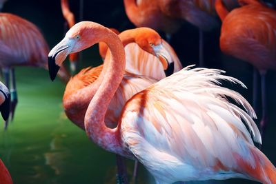 Close-up of flamingoes 