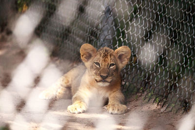 Baby african lion cub panthera leo has fun playing with its siblings.