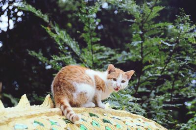 Close-up of cat relaxing on tree