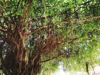 Low angle view of trees in forest