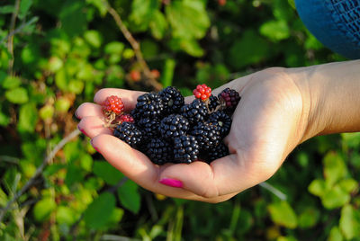 Close-up of freshly picked blackberries in woman hand