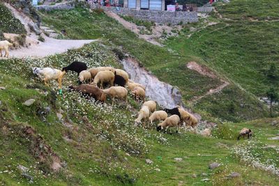 Sheep grazing in a field