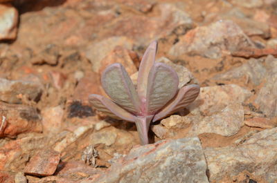 Close-up of succulent plant