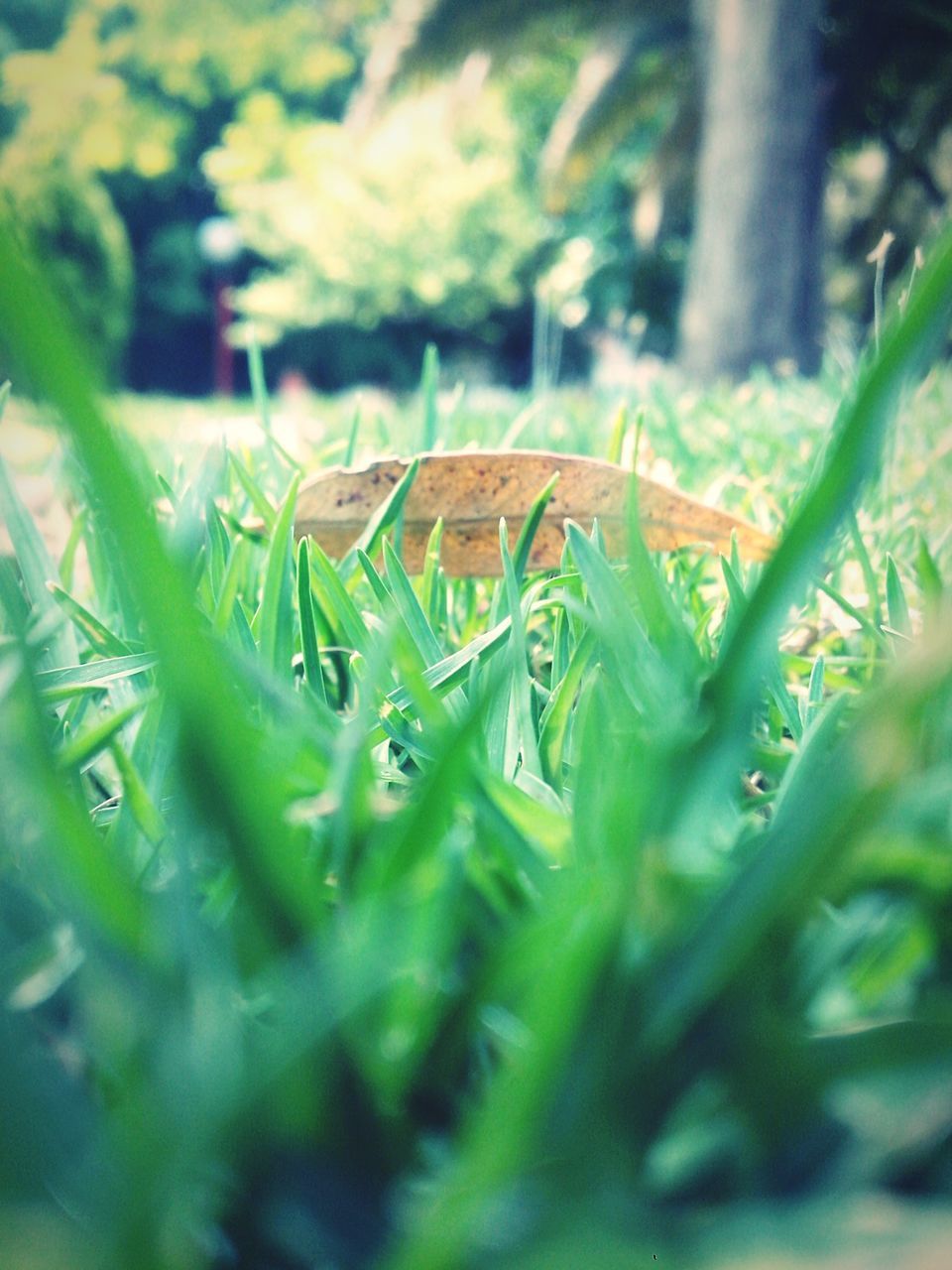 green color, selective focus, grass, growth, plant, focus on foreground, close-up, leaf, field, nature, outdoors, day, no people, blade of grass, green, grassy, growing, surface level, beauty in nature, sunlight