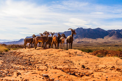 Horses on landscape against sky