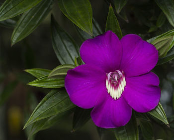 Close-up of purple flowers blooming outdoors