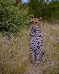 Leopard on field