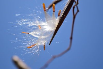 Close-up of feather on white flower against blue sky