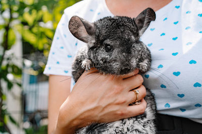 Close-up of woman holding cute chinchilla rodent in hand 