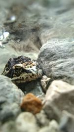 Rocks in water