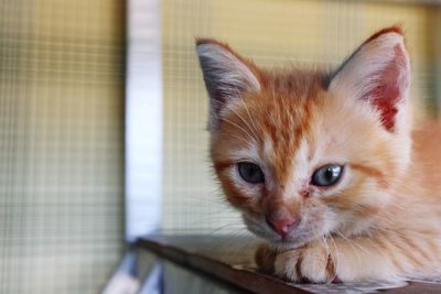 Portrait of ginger cat