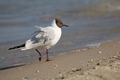 Seagull perching on a beach