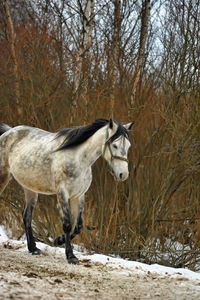 Horse standing in snow