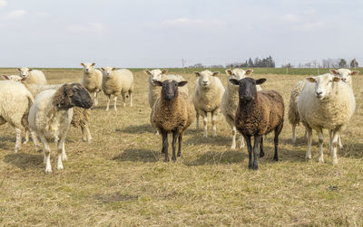 View of sheep on field