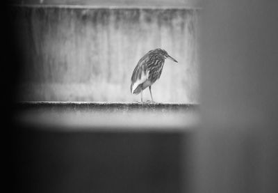 Close-up of bird perching