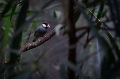 Close-up of bird perching on branch