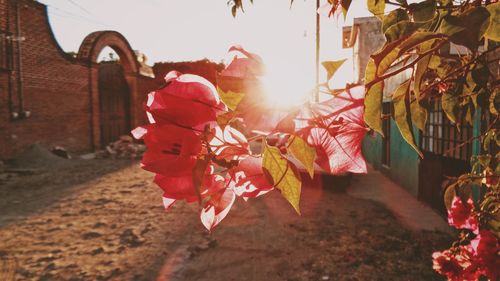 Red leaves hanging outdoors