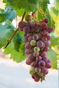 Close-up of grapes growing in vineyard